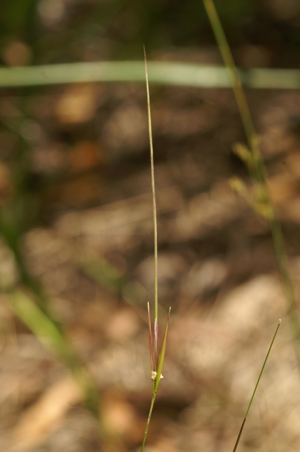 Austrostipa muelleri